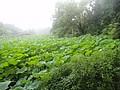 DSC00710.JPG