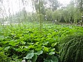 DSC00711.JPG