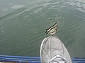 DSC00873.JPG