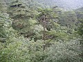 DSC00950.JPG