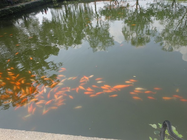 DSC01337.JPG