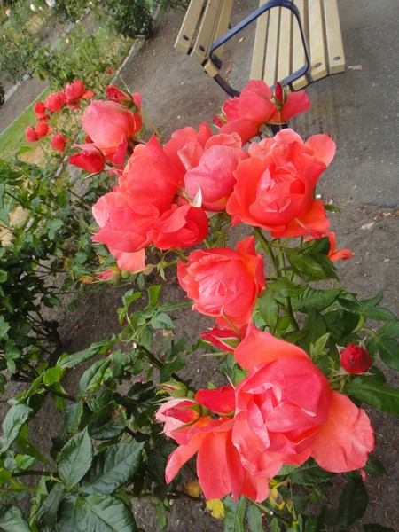 DSC01752.JPG