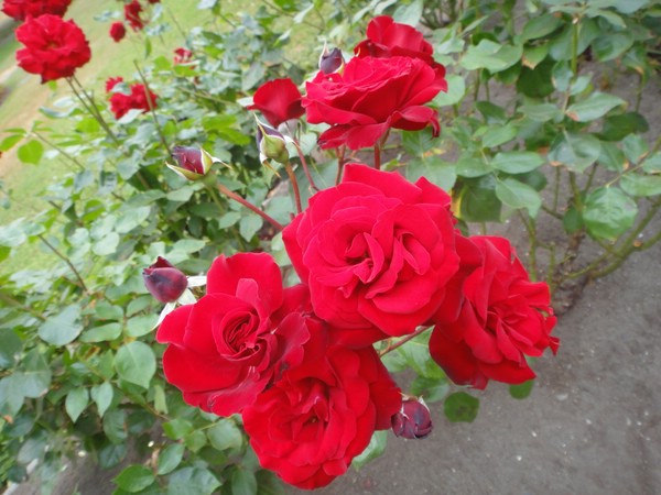 DSC01757.JPG