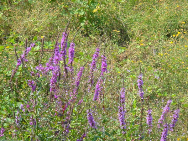 DSC01835.JPG