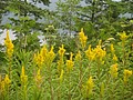 DSC01740.JPG