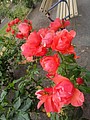 DSC01752.JPG