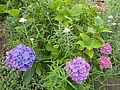 DSC01753.JPG