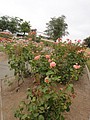 DSC01755.JPG