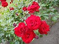DSC01757.JPG