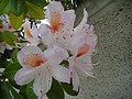 DSC01781.JPG