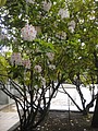 DSC01782.JPG
