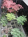 DSC01784.JPG