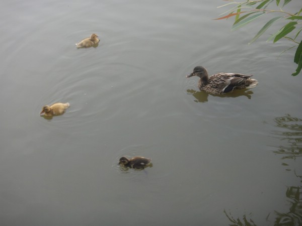 DSC02105.JPG