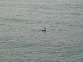 DSC02096.JPG