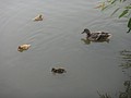 DSC02105.JPG