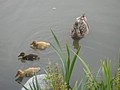 DSC02110.JPG
