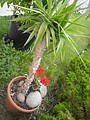DSC02177.JPG