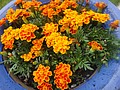 DSC02178.JPG