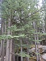 DSC02330.JPG