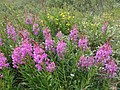 DSC02387.JPG