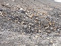 DSC02464.JPG