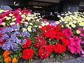 DSC02564.JPG