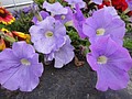 DSC02566.JPG