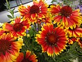 DSC02567.JPG