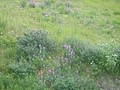 DSC02662.JPG