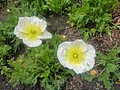 DSC02736.JPG