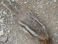 DSC02803.JPG
