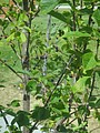 DSC03003.JPG