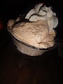 DSC03086.JPG