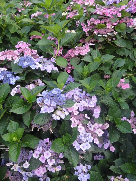 DSC03285.JPG