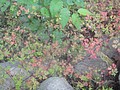 DSC03098.JPG