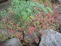 DSC03108.JPG