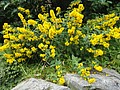 DSC03238.JPG