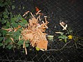 DSC03539.JPG