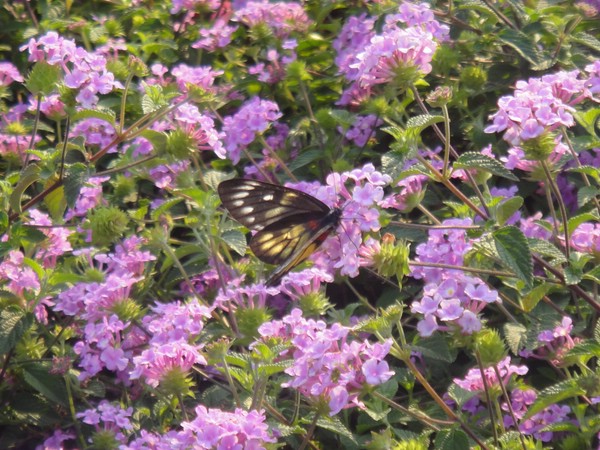 DSC04178.JPG