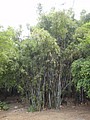 DSC03763.JPG