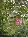 DSC03764.JPG