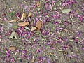 DSC03766.JPG