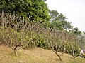 DSC03786.JPG