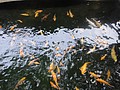 DSC03995.JPG