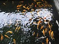 DSC03997.JPG