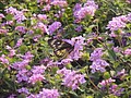 DSC04178.JPG