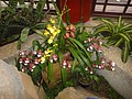 DSC04468.JPG