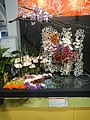 DSC04961.JPG
