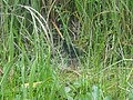 DSC05821.JPG