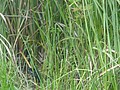 DSC05822.JPG